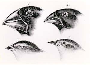 ダーウィンの鳥観察 作： English School